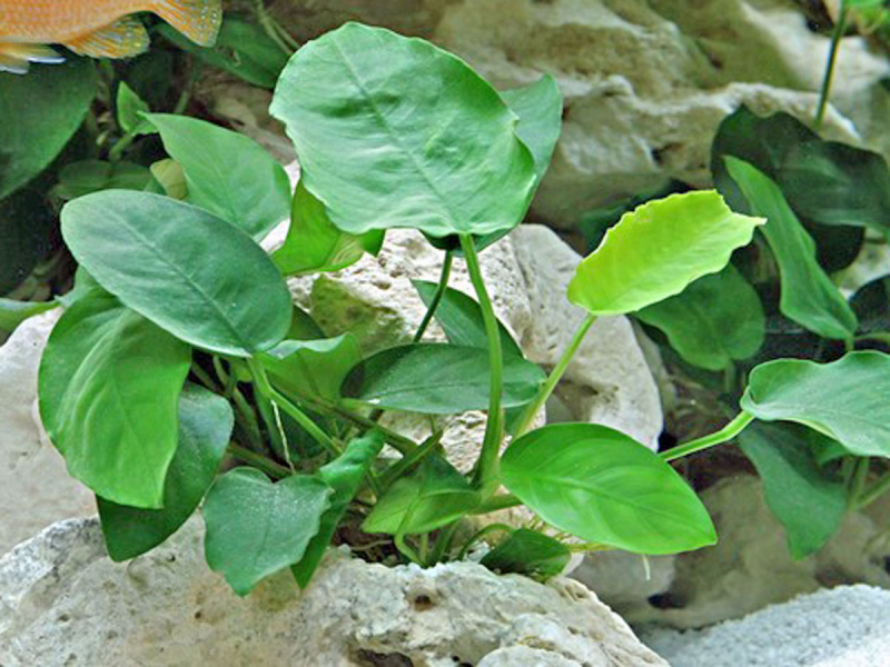 Zwerg-Speerblatt - Anubias barteri nana in vitro